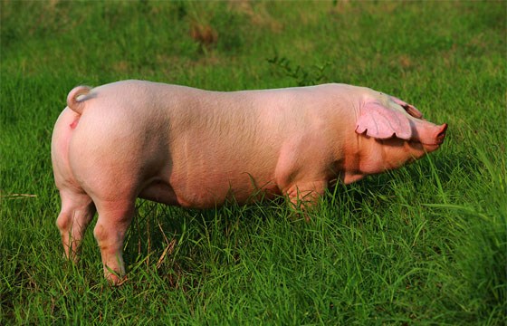 母猪专用型发酵料