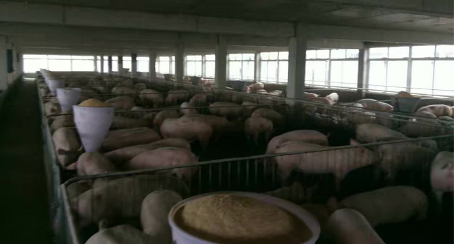 微生物发酵饲料